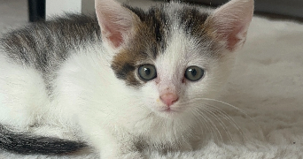 lena pet sitter à MAUREPAS 78310_1