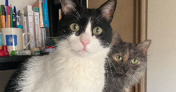 sarah pet sitter à ALFORTVILLE 94140_2
