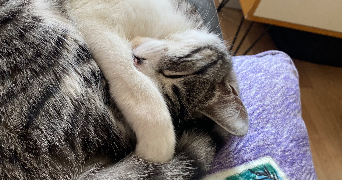 salomé pet sitter à MARSEILLE 01 13001_4