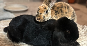 maeline pet sitter à SAVIGNY SUR ORGE 91600_1