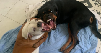 steven pet sitter à PLOUDALMEZEAU 29830_0