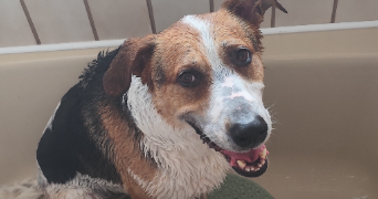 nino pet sitter à MEUDON 92190_2