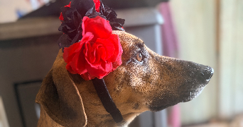 mariia pet sitter à Château-Thierry 02400_4