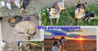 anne-hélène pet sitter à PESEUX 39120_8