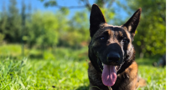 elsa pet sitter à VILLER 57340_1