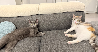 chyrenn pet sitter à ST BRIEUC 22000_4