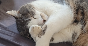 sidonie pet sitter à DURRENBACH 67360_2