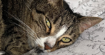 claire pet sitter à ST MARTIN DE CRAU 13310_1