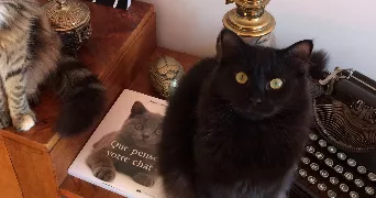 mélissa pet sitter à MONTPELLIER 34000
