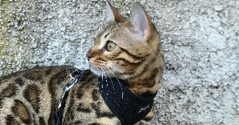 maelia pet sitter à MENTON 06500_3