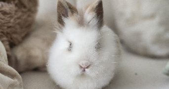 jayna pet sitter à LANVALLAY 22100_0