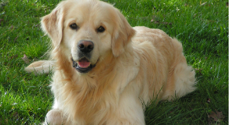 lucie pet sitter à ANGERS 49000_1