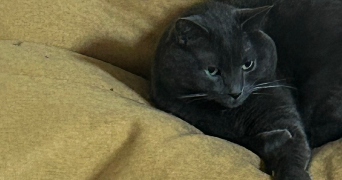dylan pet sitter à TOULON 83200_2