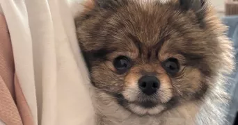anais pet sitter à BIAS 47300