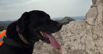 nour pet sitter à VALLABREGUES 30300_1