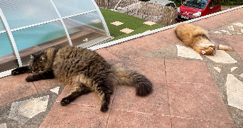 joséphine pet sitter à LYON 08 69008_4
