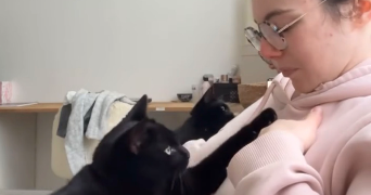 lucie pet sitter à CORMEILLES EN PARISIS 95240_1