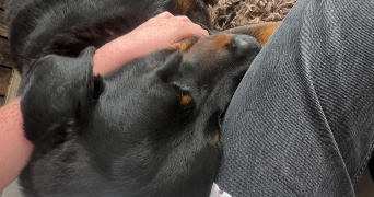 line pet sitter à DUNKERQUE 59140_2