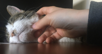 léa pet sitter à SCHILTIGHEIM 67300_13
