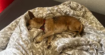 isac pet sitter à PACE 35740