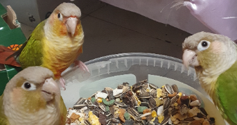 cindy pet sitter à ST PIERRE EN FAUCIGNY 74800_3