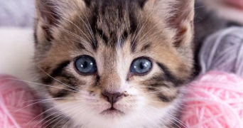 anissa pet sitter à AGDE 34300_0