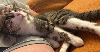 elodie pet sitter à VAISON LA ROMAINE 84110_1