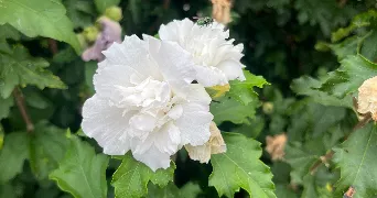 zoe pet sitter à COGNAC 16100