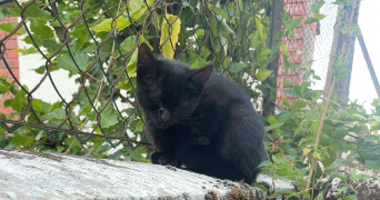 céline  pet sitter à MELZ SUR SEINE 77171_2