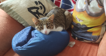 déborah pet sitter à LEMBACH 67510_1