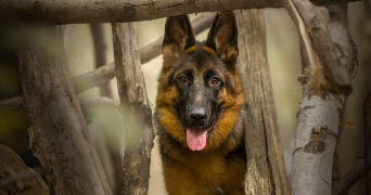 jessica pet sitter à FRANCONVILLE 95130_2