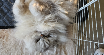 lena pet sitter à PORNIC 44210_5