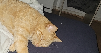 mélissa pet sitter à QUIMPERLE 29300_3