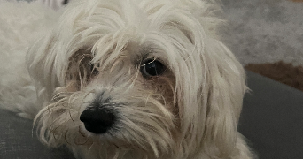 clara pet sitter à OLARGUES 34390_3