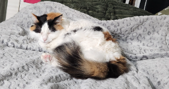 maia pet sitter à SEYSSINET PARISET 38170_4