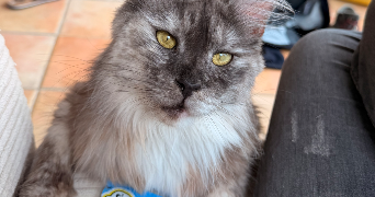stéphane pet sitter à CASTELRENG 11300_7