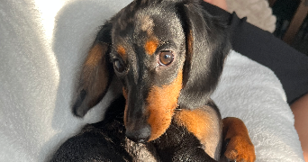 sasha pet sitter à CALAIS 62100_2