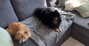 amandine pet sitter à STRASBOURG 67000_1