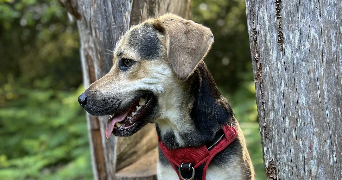 morgane pet sitter à MERIGNAC 33700_1