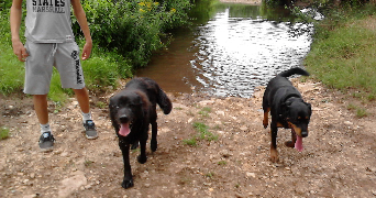 caroline pet sitter à ST BONNET DE MURE 69720_1