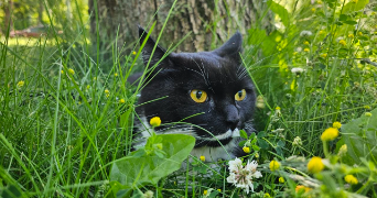 marina pet sitter à MAINVILLIERS 28300_3