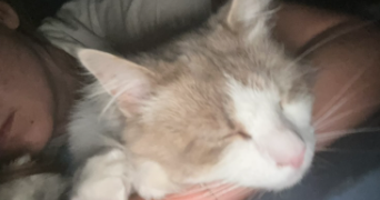 noémy pet sitter à TOULOUSE 31000_3