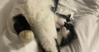 malory pet sitter à MERIEL 95630_1