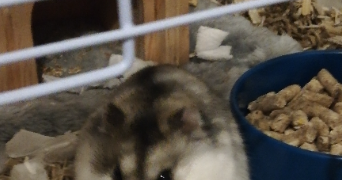 kylian pet sitter à VILLEURBANNE 69100_0