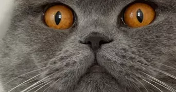 carole pet sitter à LARGITZEN 68580