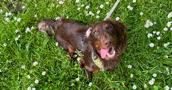 louisa pet sitter à AMIENS 80000_9