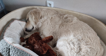 marie pet sitter à STE MARIE AUX CHENES 57255_1