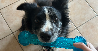 camille pet sitter à BREST 29200_1