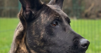 aurelie pet sitter à VERNOUILLET 78540_6