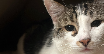 sophia pet sitter à COMPIEGNE 60200_1